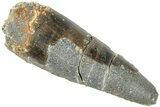 Fossil Spinosaurus Tooth - Real Dinosaur Tooth #311820-1